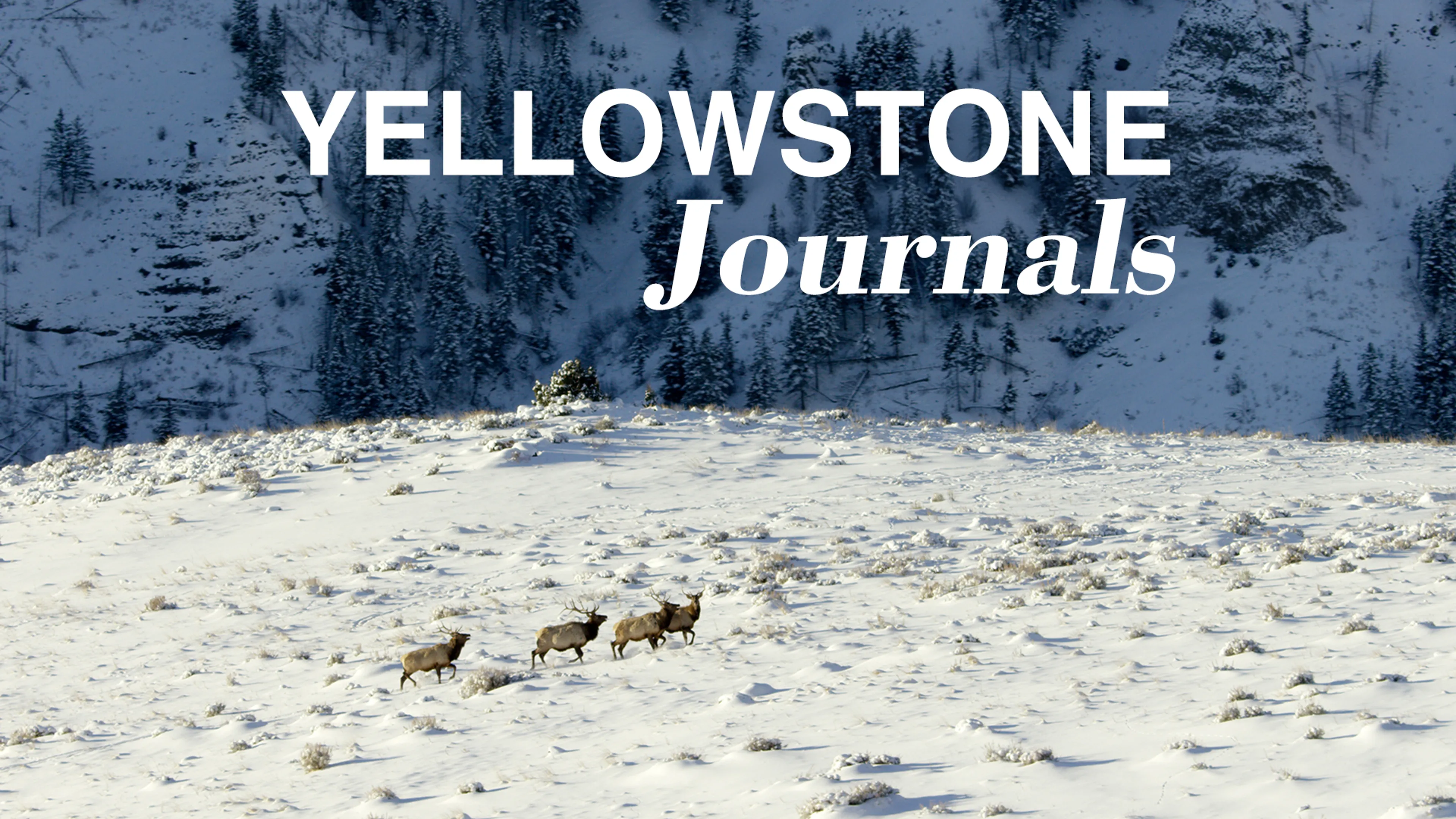 Yellowstone Journals poster